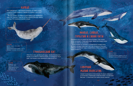 Каникулы на ледоколе